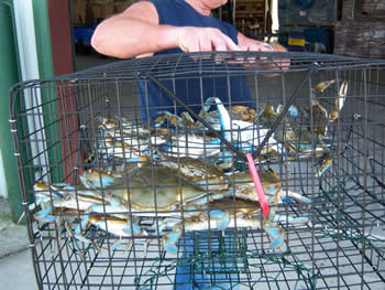 Southern Wire Company - Crab Traps & Wire